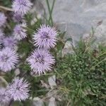 Globularia cordifoliaŽiedas