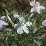 Phlox longifolia Λουλούδι