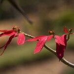 Euphorbia pulcherrimaFlor