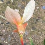 Begonia boliviensis ᱵᱟᱦᱟ