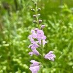 Physostegia angustifolia Floare