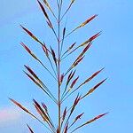 Chrysopogon aciculatus Flors