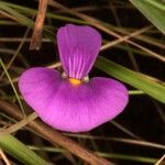 Utricularia singeriana