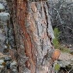 Pinus sylvestris Bark