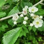 Crataegus punctata Flower