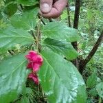 Euonymus latifolius ഇല