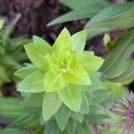 Symphyotrichum novae-angliae Leaf