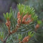 Pinus edulis Kvet