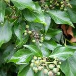 Hedera colchicaFolha