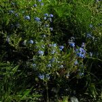 Cynoglossum wallichii Vekstform