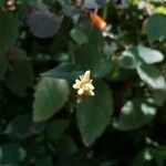 Persicaria chinensis Floare