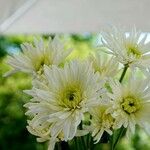 Chrysanthemum indicum Blüte