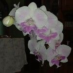 Phalaenopsis spp. Õis
