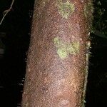 Cupania rufescens Bark