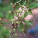 Kalmia latifolia Frukto