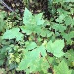 Acer glabrum Leaf