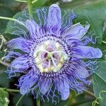 Passiflora incarnata Flower