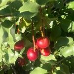 Prunus ilicifolia ഫലം