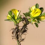 Ononis striata Other