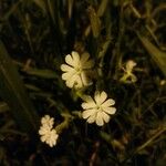 Silene latifoliaFlower