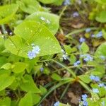 Brunnera macrophyllaBlodyn