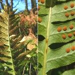 Polypodium vulgare Плод