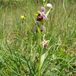 Ophrys fuciflora മറ്റ്