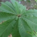 Magnolia tripetalaBlad
