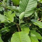 Magnolia macrophylla ফুল
