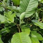 Magnolia macrophylla Flower