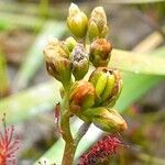 Drosera intermedia Kwiat