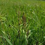 Carex lasiocarpa Habit