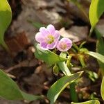 Claytonia caroliniana Flower