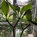 Plumeria obtusaBlatt