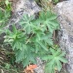 Anemonastrum narcissiflorum Leaf