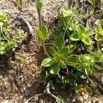 Veronica bellidioides Blad