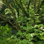 Acer cissifolium Hábito