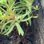 Saxifraga moschata Blad