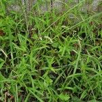 Persicaria decipiens Kukka