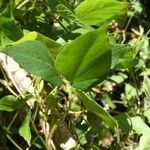 Vigna gazensis Leaf