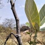 Calotropis procera पत्ता