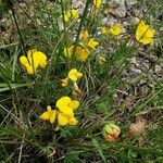 Lotus parviflorus Flower