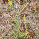 Crotalaria emarginella Flor