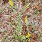 Crotalaria emarginella Кветка