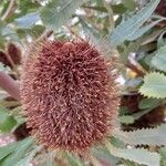 Banksia ornata Λουλούδι