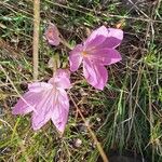 Colchicum lusitanum 花