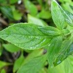 Matourea azurea Leaf