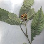 Psychotria racemosa Arall