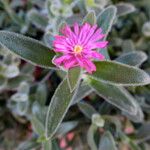 Delosperma ashtonii