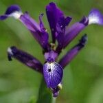 Iris reichenbachiana Blüte